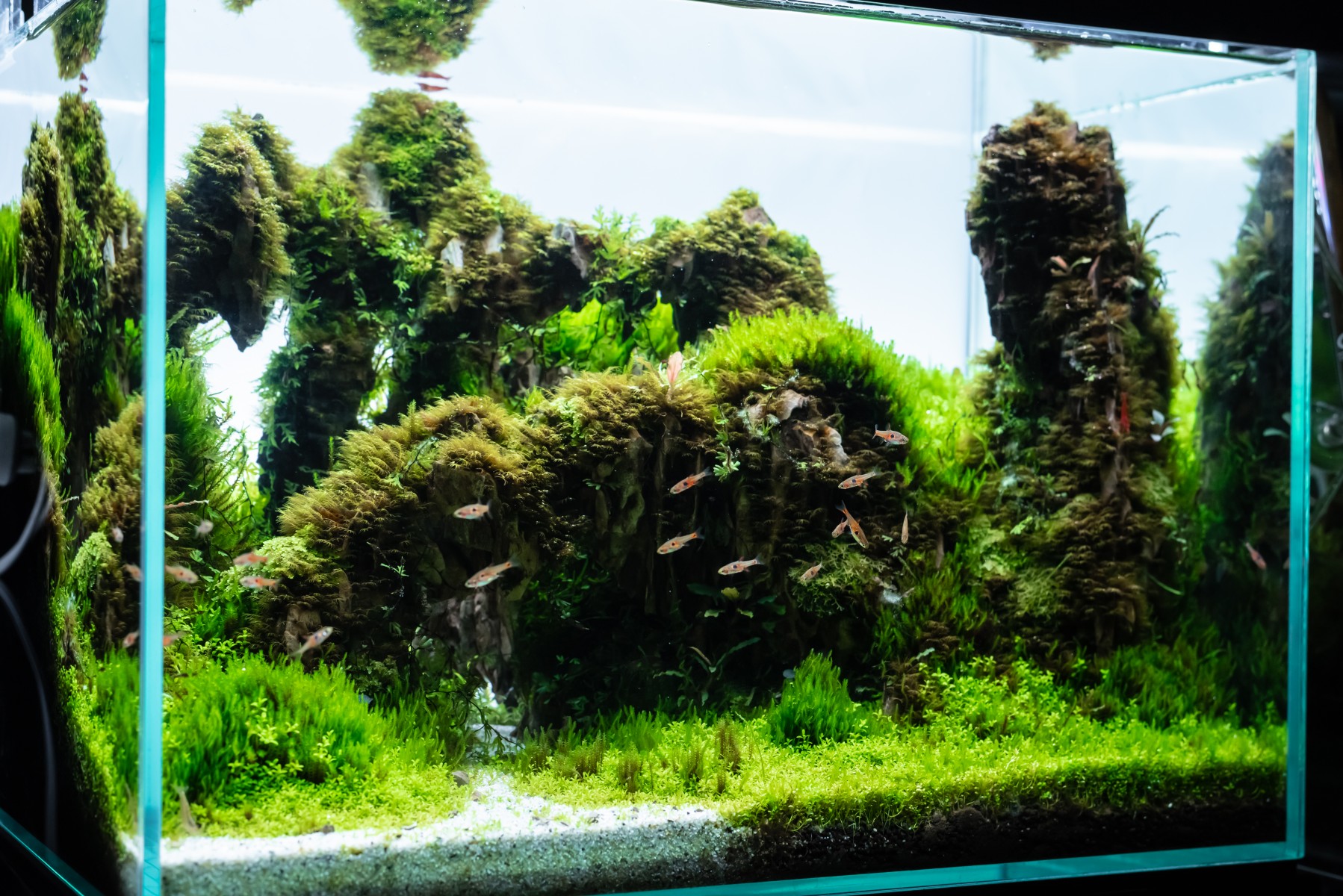 Pet Salon B.pretty|アクアショップのご紹介イメージ